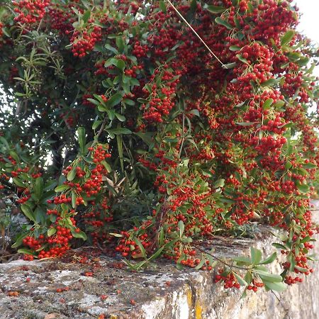 Готель Solomia Panzano in Chianti Екстер'єр фото